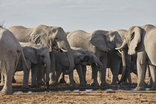 Herdof African Elephants, Loxodonta Africana, Standing At A Watering Hole In Grassland.