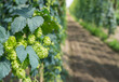hop plant cultivated for a special beer in flanders