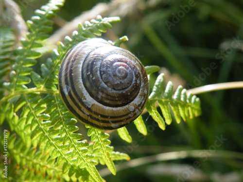 Plakat Sunkissed Spiral Snail