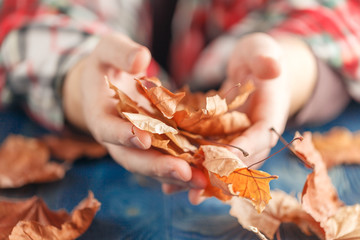 Canvas Print - heap of fall leaf on blue table in hands