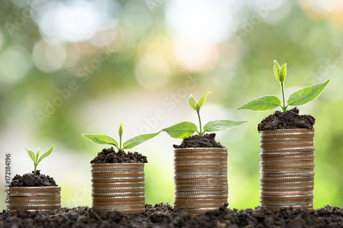 Fotomural Money growing concept,Business success concept, Tree growing on pile of coins mo