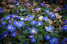 Blue Daisy Flowers In Forest. Faded Leaves. Autumn.