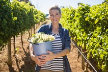 Portrait Of Happy Vintner Holding Harvested Grapes In Bucket