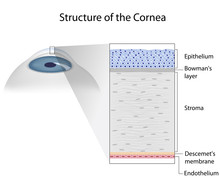 Structure Of Human Cornea
