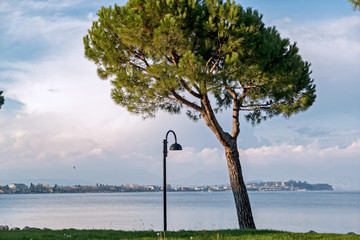 Wall Mural - L albero sul lago