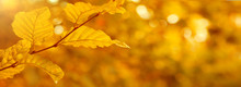 Autumnal Background With Yellow Leaves.