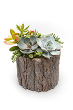 Succulent Arrangement In A Tree Trunk Pot