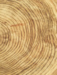 © Paul Edmondson/Stocksy - Close up cross section of cut evergreen tree, focus on tree rings