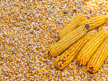 Heap Of Fresh Harvested Corn Grains And Cobs