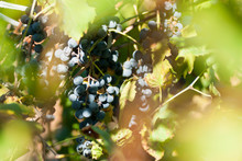 Bunch Of Ripe Grapes In The Vineyard Ready To Be Harvested Autumn Seasonal Concept