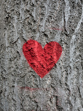 Close-up Of Red Heart Painted On A Tree Trunk