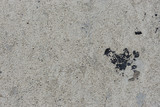 Fototapeta Łazienka - beton hintergrund mit feiner struktur als textur geeignet