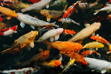 Many Koi Fish Swimming In A Pond