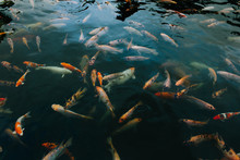 Many Koi Fish Swimming In A Pond