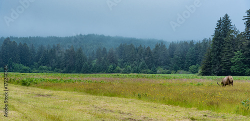 Wild Elk in Redwood National Park, California плакат