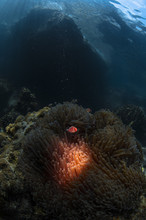 Tiny Nemo, Big World