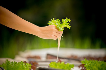 Hand of farmer hold Hydroponics vegetable in Thailand.