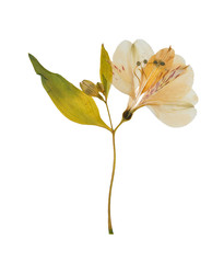 Wall Mural - Pressed and dried flower alstroemeria, isolated