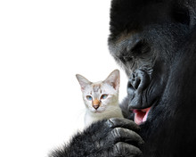 Unlikely Animal Friends Moment, A Loving Hug Between A Big Gorilla And A Small Cat