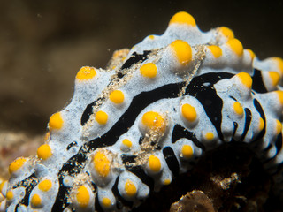 Wall Mural - nudibranch on the coral