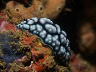 Wall Mural - nudibranch on the coral