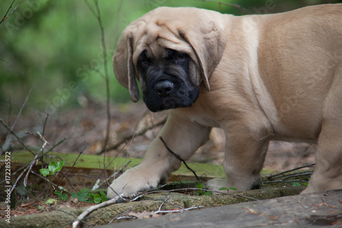 fawn english mastiff puppy