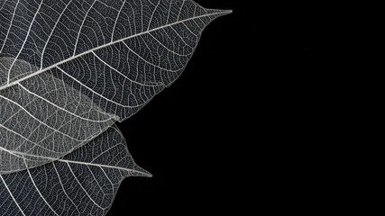 soft skeleton of leaf on corner of black background