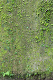 Fototapeta Łazienka - Cliff wall with moss fern.