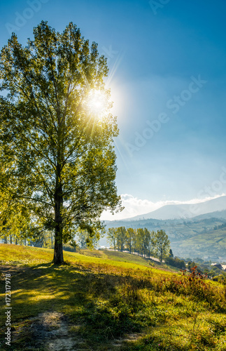 Foto-Kissen premium - range of poplar trees by the road on hillside. beautiful morning in mountainous countryside (von Pellinni)
