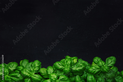 Fotomural Fresh basil on a dark background