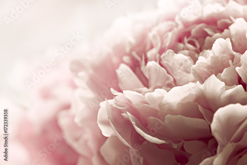Cuadros en Lienzo Macro background of peony flower.
