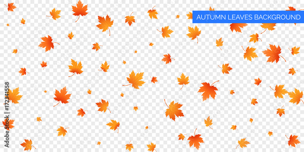 Autumn falling leaves on transparent background. Vector autumnal foliage fall of maple leaves. Autumn background design - obrazy, fototapety, plakaty 