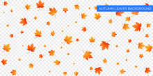 Autumn Falling Leaves On Transparent Background. Vector Autumnal Foliage Fall Of Maple Leaves. Autumn Background Design