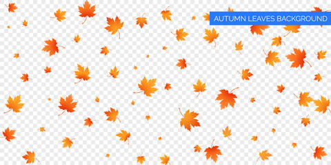 autumn falling leaves on transparent background. vector autumnal foliage fall of maple leaves. autum