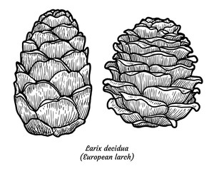 Wall Mural - European larch illustration, drawing, engraving, ink, line art, vector