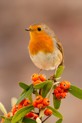 Pretty bird with a nice red plumage