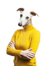 Anthropomorphic Dog Portrait. Woman Body With Grayhound's Head