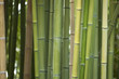 plantación bambú
