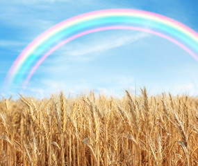 Poster - Beautiful wheat field with blue sky on background