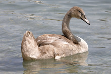 A Young Swan  Swims In The Lake