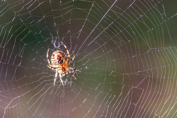 spider web insect sunlight