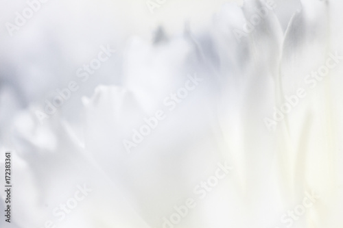 Fotografie, Obraz Colorful flowers in soft color and blur style for background