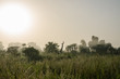 Foggy early morning with sunrise at jungle with palms and lush grass in Gambia, West Africa