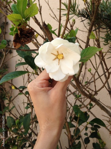 Mao De Mulher Branca Segurando Uma Flor Branca Buy This Stock Photo And Explore Similar Images At Adobe Stock Adobe Stock