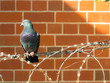 pigeon on razor wire in front of brick wall