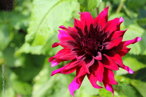 Zdjęcie XXL czerwony kwiat prezydenta Dahlia saint-gilles