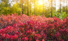 Autumn Landscape With Red Bush Of Bilberry In Beams Of The Sun