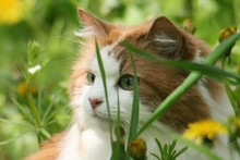 Beautiful Ginger Cat In The Garden On Natural Green Grass Background, Closeup 