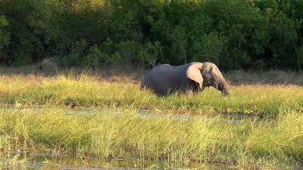 Sticker - elephant in the moremi game reserve in botswana