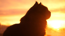 Beautiful Maine Coon Cat Sits On The Window Watch Sunlight At Sunset.